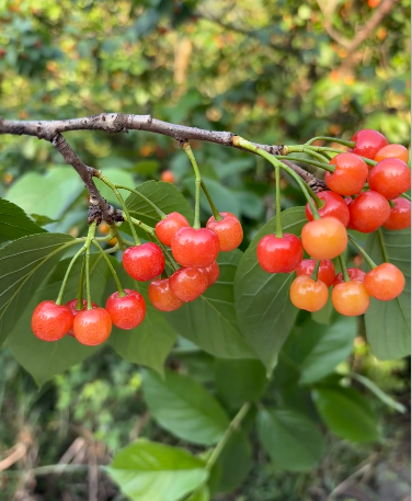 Prunuspseudocerasus - 6