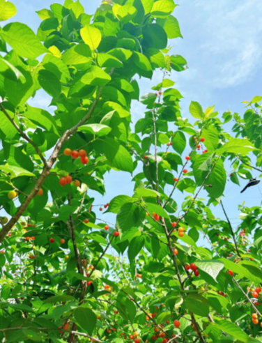 Prunuspseudocerasus - 4