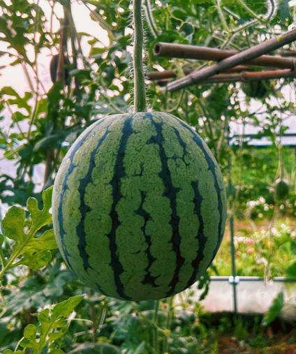 Citrullus lanatus - 4