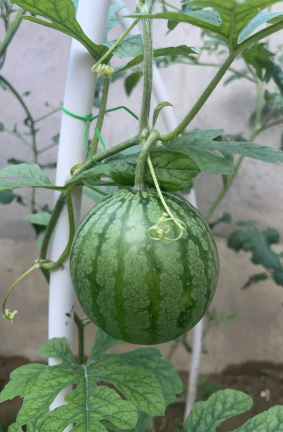 Citrullus lanatus