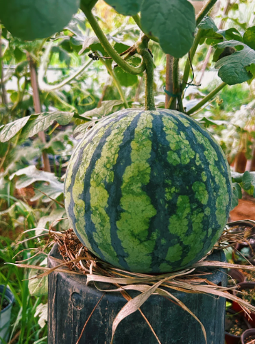 Citrullus lanatus - 3