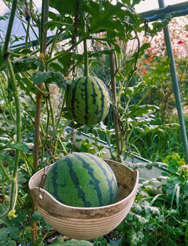 Citrullus lanatus - 2