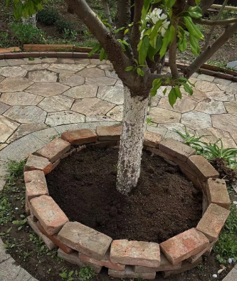 how to plant a tree？