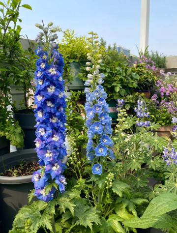 July Birth Flowers: Larkspur (Delphinium) and Water Lily (Nymphaea)