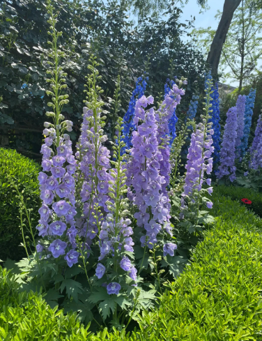 July Birth Flowers: Larkspur (Delphinium) and Water Lily (Nymphaea) - 2