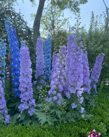 July Birth Flowers: Larkspur (Delphinium) and Water Lily (Nymphaea) - 3