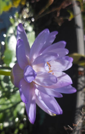 July Birth Flowers: Larkspur (Delphinium) and Water Lily (Nymphaea) - 4