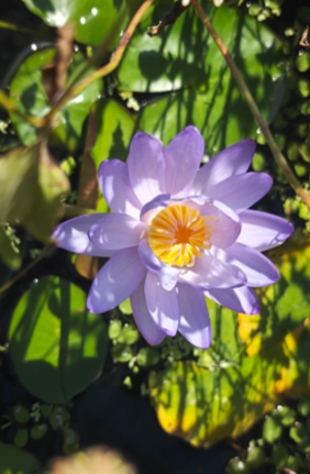 July Birth Flowers: Larkspur (Delphinium) and Water Lily (Nymphaea) - 7