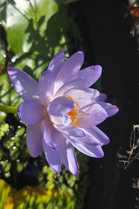 July Birth Flowers: Larkspur (Delphinium) and Water Lily (Nymphaea) - 5
