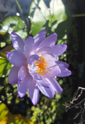 July Birth Flowers: Larkspur (Delphinium) and Water Lily (Nymphaea) - 6