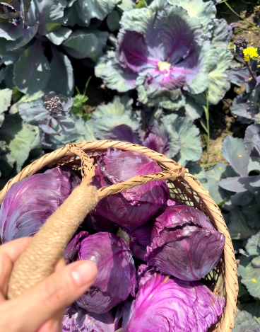 purple vegetables：red cabbage