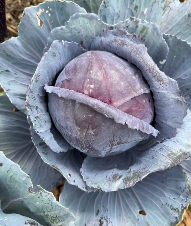 purple vegetables:red cabbage - 2