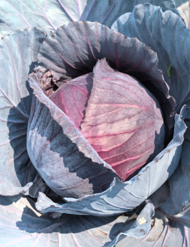 purple vegetables:red cabbage - 3