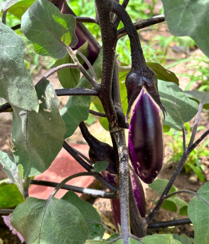 purple vegetables：eggplant