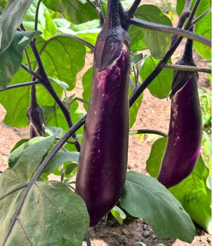 purple vegetables:eggplant - 3