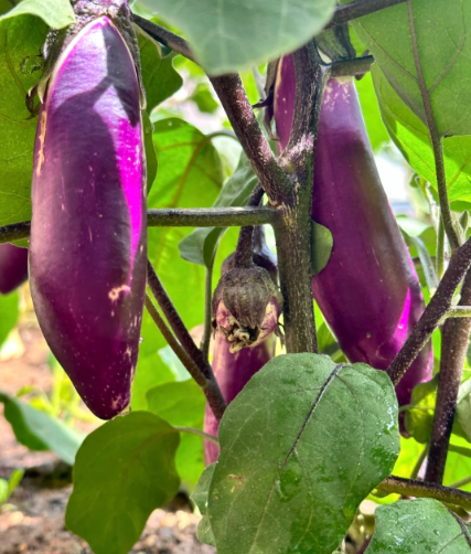 purple vegetables:eggplant - 2