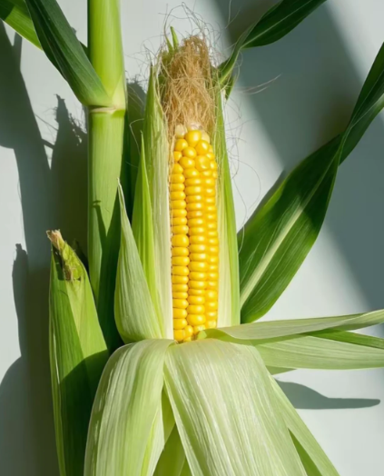 vegetables yellow color：corn