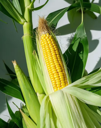vegetables yellow color：corn - 2