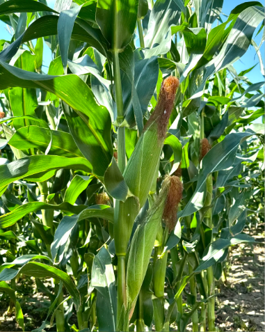 vegetables yellow color：corn - 4