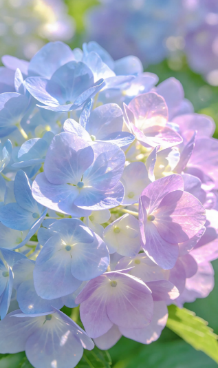 blue hydrangea