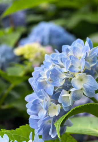 blue hydrangea - 5