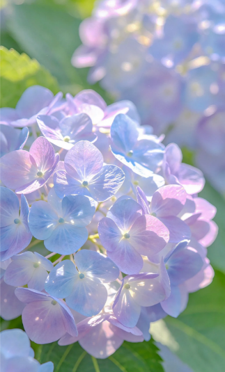blue hydrangea - 3