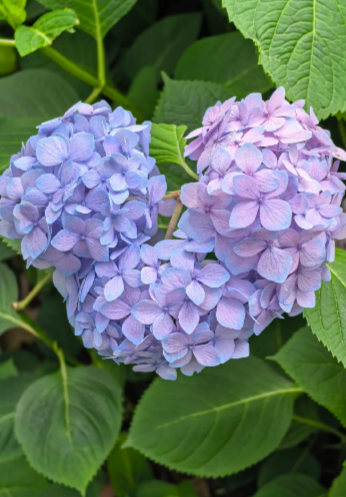 blue hydrangea - 4