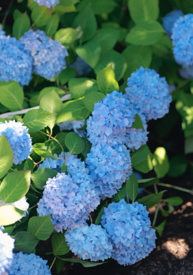 blue hydrangea flowers - 6