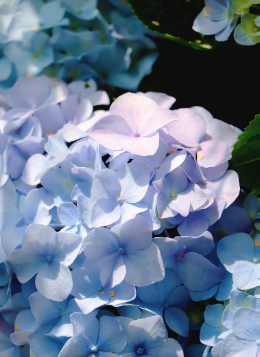 hydrangea blue color