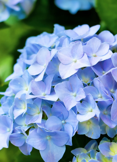 hydrangea blue color - 2