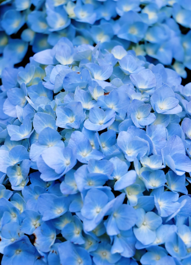 hydrangea blue color - 6