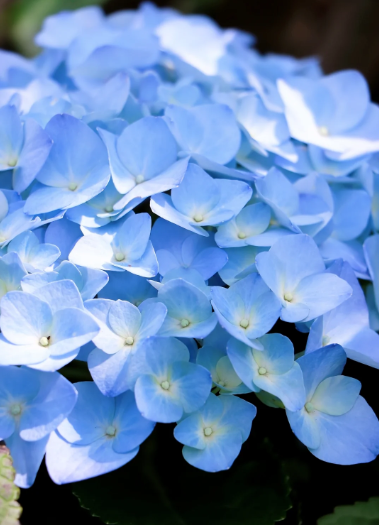 hydrangea blue color - 5