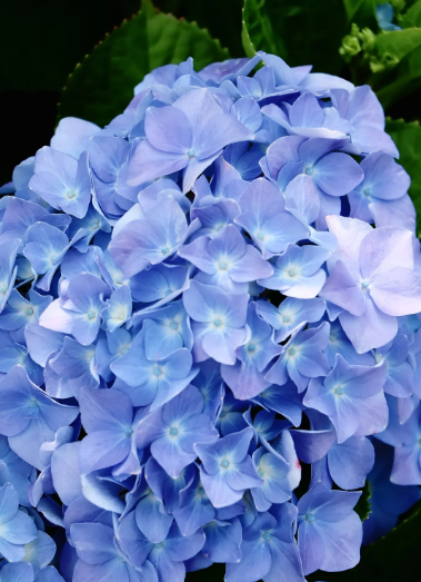 hydrangea blue color - 4