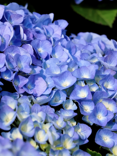 hydrangea blue color - 3