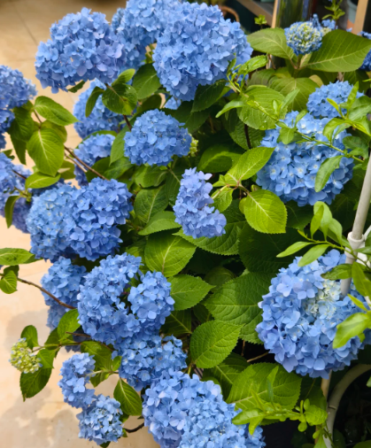 blue hydrangea .I have no resistance to blue