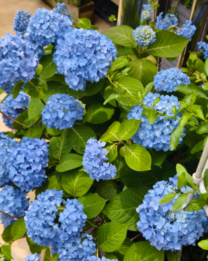 blue hydrangea .I have no resistance to blue - 5