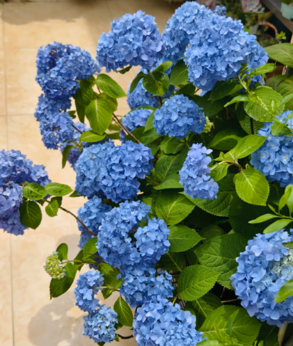 blue hydrangea .I have no resistance to blue - 2