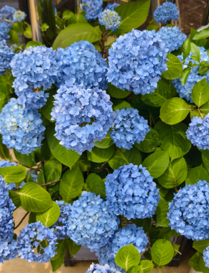 blue hydrangea .I have no resistance to blue - 6