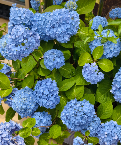 blue hydrangea .I have no resistance to blue - 3
