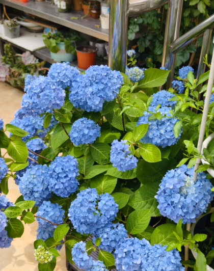 blue hydrangea .I have no resistance to blue - 7
