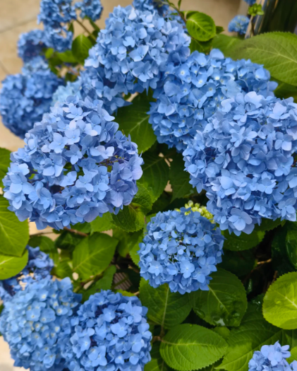 blue hydrangea .I have no resistance to blue - 4
