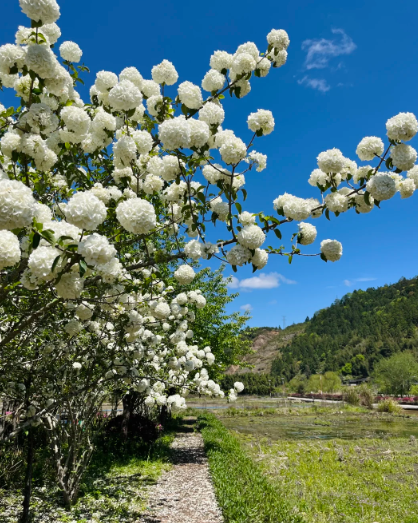 hydrangea tree