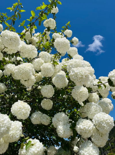 hydrangea tree - 2