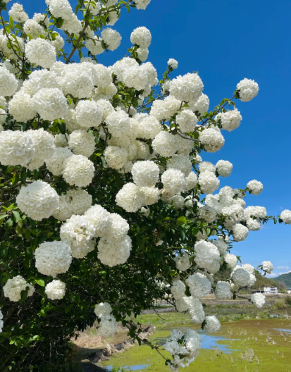 hydrangea tree - 3