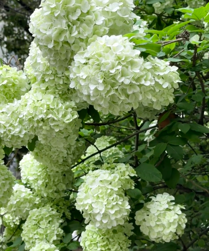 hydrangea tree - 4