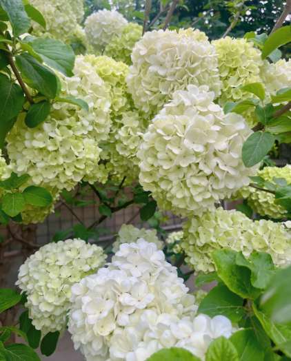 hydrangea tree - 5