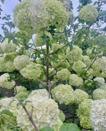 hydrangea tree - 6