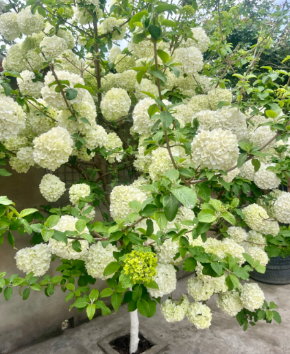 hydrangea tree - 7