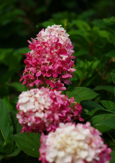 panicle hydrangea