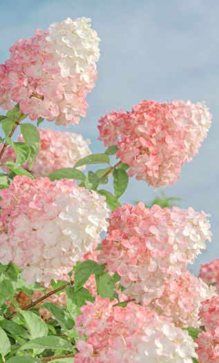 panicle hydrangea - 5